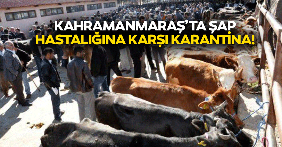 Kahramanmaraş’ta şap hastalığına karşı karantina!