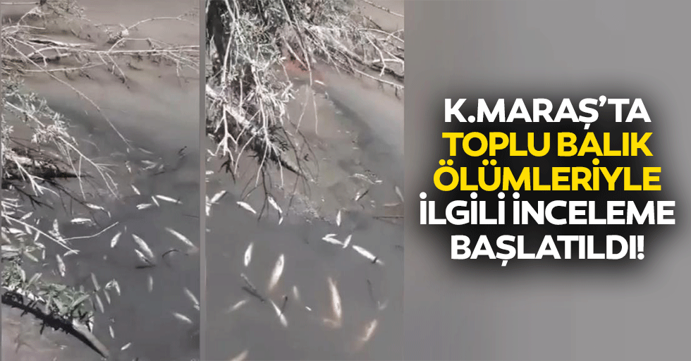 Kahramanmaraş’ta toplu balık ölümleriyle ilgili inceleme başlatıldı