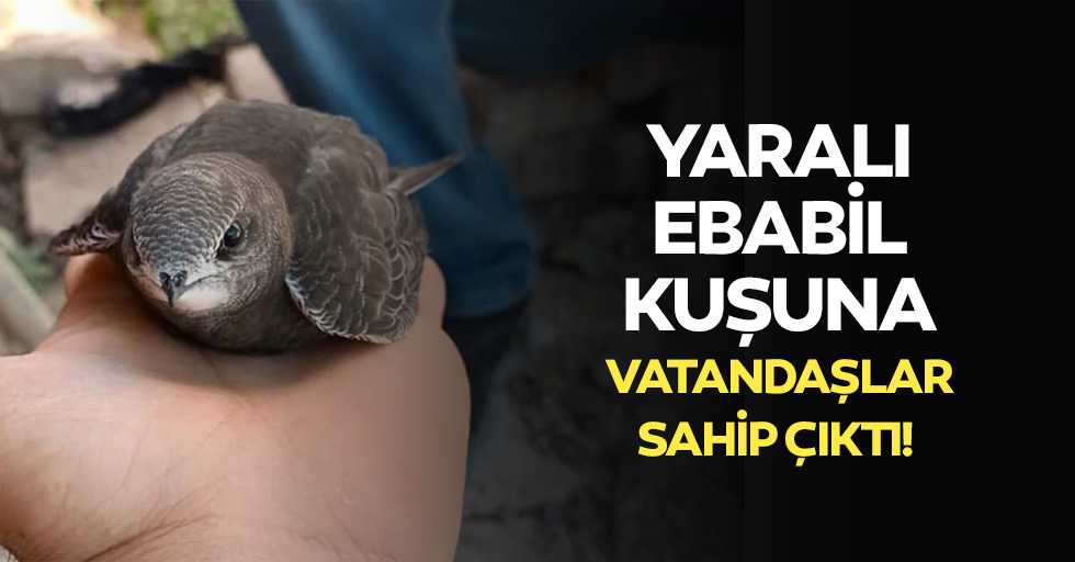 Yaralı Ebabil kuşuna vatandaşlar sahip çıktı!