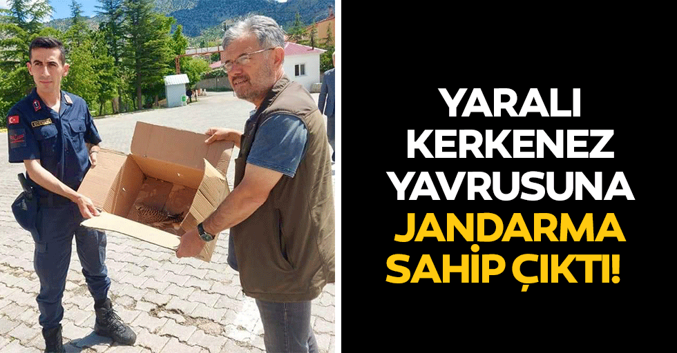 Yaralı kerkenez yavrusuna jandarma sahip çıktı!