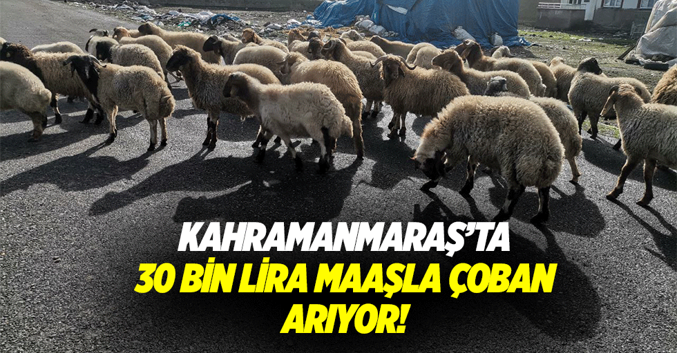 Kahramanmaraş’ta 30 bin lira maaşla çoban arıyor!