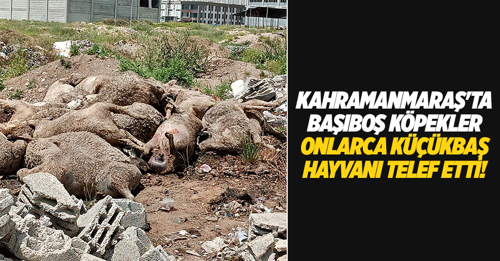 Kahramanmaraş'ta başıboş köpekler onlarca küçükbaş hayvanı telef etti!