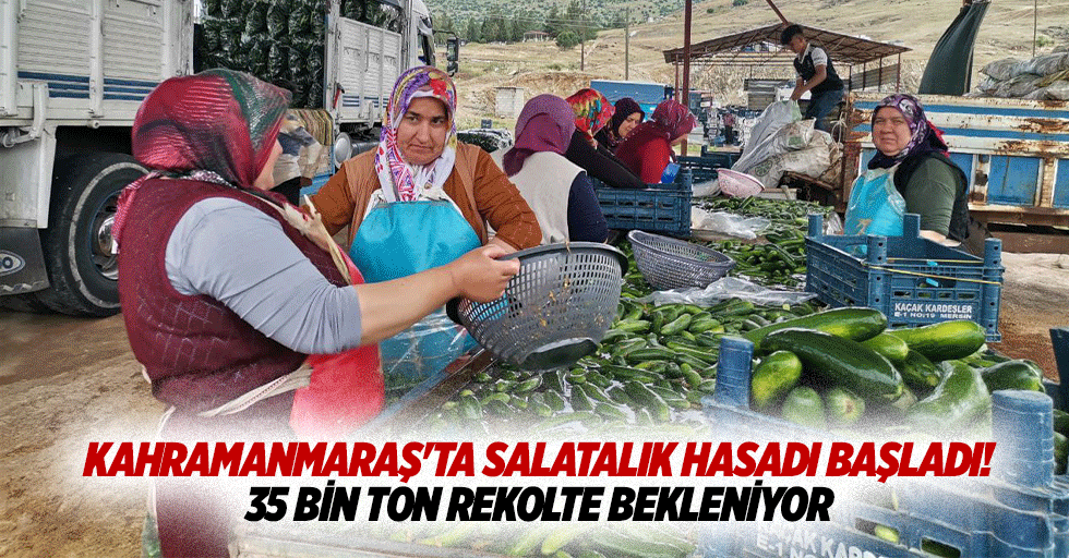 Kahramanmaraş'ta salatalık hasadı başladı! 35 bin ton rekolte bekleniyor