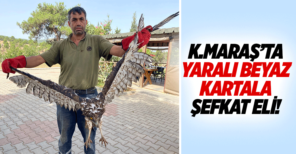 Kahramanmaraş’ta yaralı beyaz kartala şefkat eli!