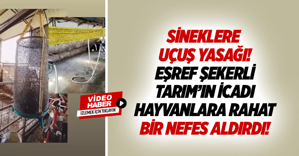 Sineklere uçuş yasağı! Eşref Şekerli tarım’ın icadı hayvanlara rahat bir nefes aldırdı!