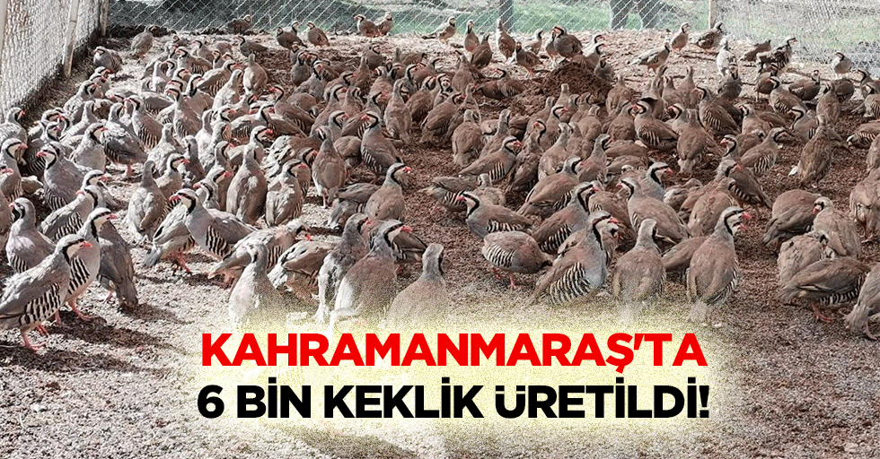 Kahramanmaraş'ta 6 bin keklik üretildi!