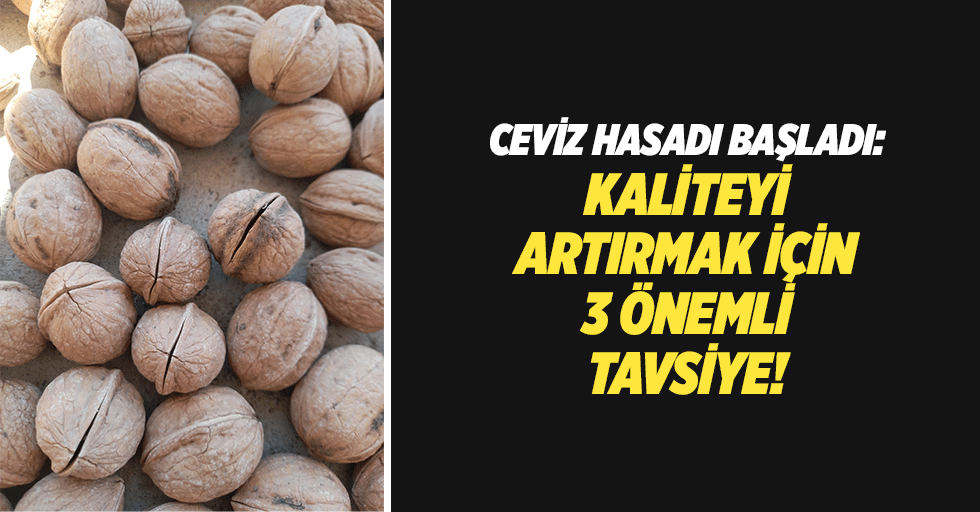 Ceviz Hasadı Başladı: Kaliteyi Artırmak İçin 3 Önemli Tavsiye