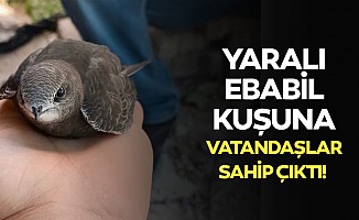 Yaralı Ebabil kuşuna vatandaşlar sahip çıktı!