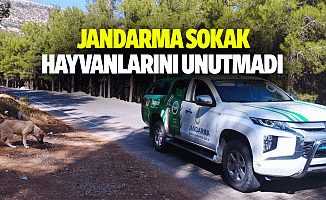 Jandarma sokak hayvanlarını unutmadı