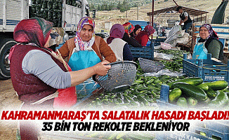 Kahramanmaraş'ta salatalık hasadı başladı! 35 bin ton rekolte bekleniyor