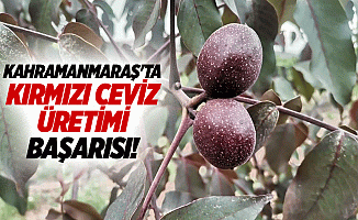 Kahramanmaraş'ta kırmızı ceviz üretimi başarısı!