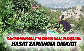 Kahramanmaraş'ta sumak hasadı başladı: Hasat zamanına dikkat!