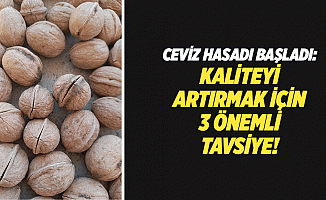 Ceviz Hasadı Başladı: Kaliteyi Artırmak İçin 3 Önemli Tavsiye