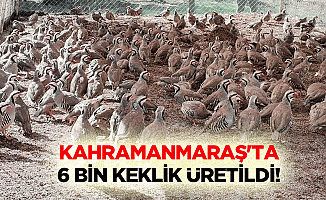 Kahramanmaraş'ta 6 bin keklik üretildi!